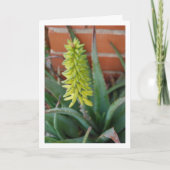 Carte Plante Aloe Vera avec tête de fleur (Devant)