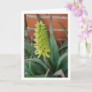 Carte Plante Aloe Vera avec tête de fleur