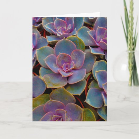 Carte Plante Cactus Succulent bleu violet vert (Devant)
