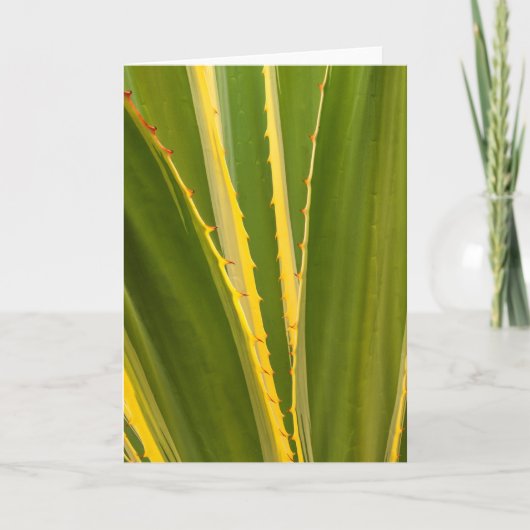 Carte Plante d'Agave Abstrait (Devant)