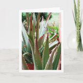 Carte Plante d'Aloe Vera (Devant)