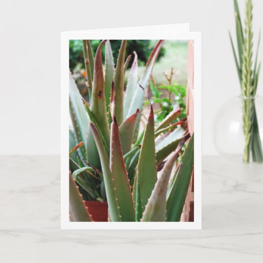 Carte Plante d'Aloe Vera (Devant)