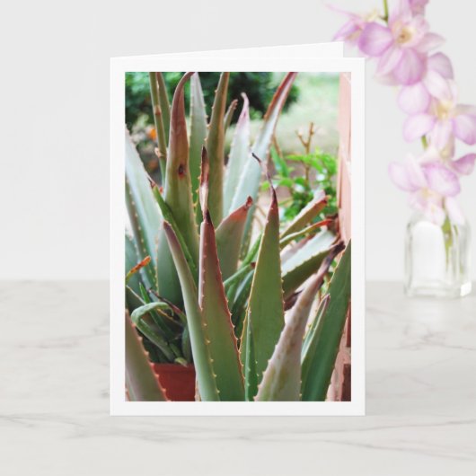 Carte Plante d'Aloe Vera (Orchidée)
