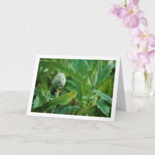 Carte Plante de Chardon Artichaut Globe