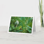 Carte Plante de Chardon Artichaut Globe (Devant)