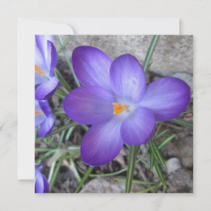 Carte Plante de jardin Crocus en fleurs