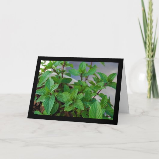 Carte Plante de menthe herbacée (Devant)