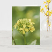 Carte Plante de moutarde (Fleur jaune)