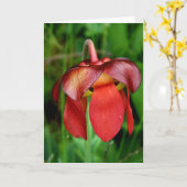 Carte Plante de Pitcher : Fleur rouge contre Arrière - p (Fleur jaune)