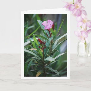 Carte Plante espagnol sauvage Nerium Oleander