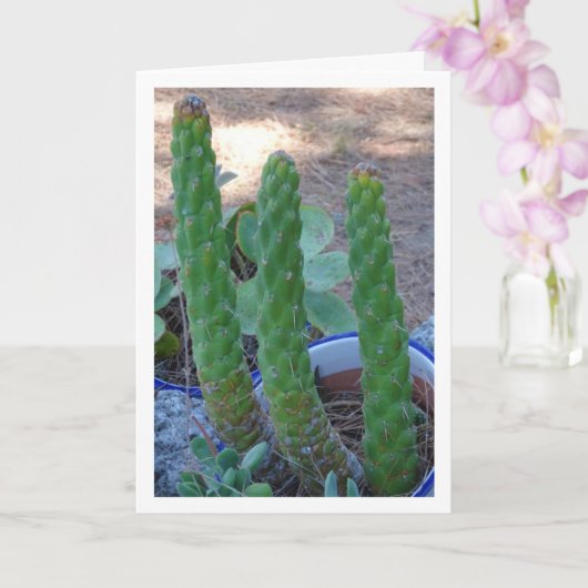 Carte Plante Eve's Pin Cactus (Orchidée)