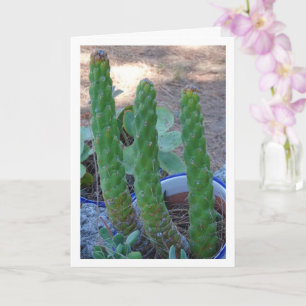 Carte Plante Eve's Pin Cactus