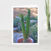Carte Plante Eve's Pin Cactus (Devant)