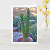 Carte Plante Eve's Pin Cactus (Fleur jaune)