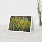 Carte Plante Fabale, Anthyllis Cytisoides (Devant)