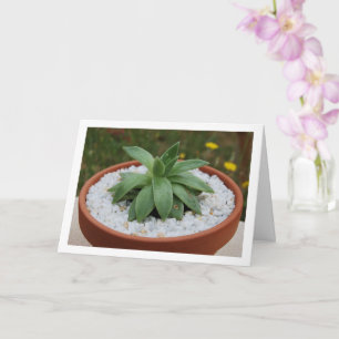 Carte Plante grasse dans un pot en terre cuite