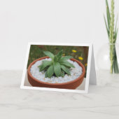 Carte Plante grasse dans un pot en terre cuite (Devant)