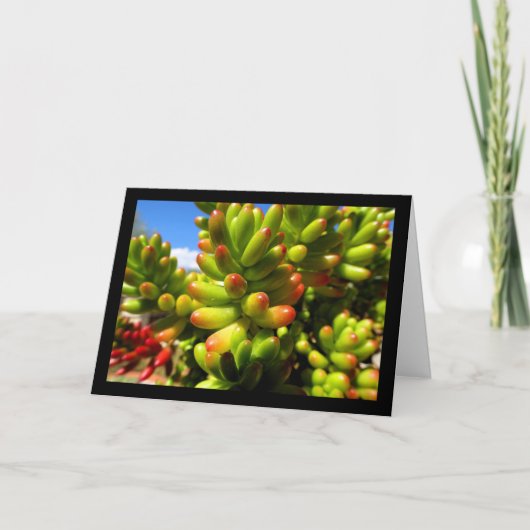 Carte Plante grasse Jelly Bean (Devant)