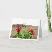 Carte Plante Pepper Red Chili (Devant)