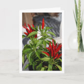 Carte Plante Pepper Red Chili (Devant)