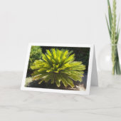 Carte Plante Sago Palm (Devant)