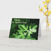 Carte Plante vert de la Saint-Patrick (Fleur jaune)