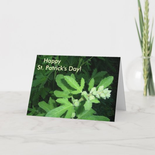 Carte Plante vert de la Saint-Patrick (Devant)