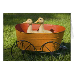 Carte Planter Baby Ducks