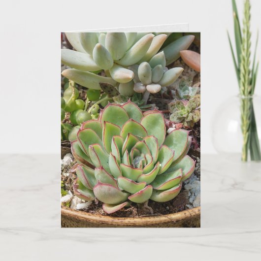 Carte plantes succulents à l'anniversaire en pot (Devant)