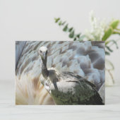 Carte Plat du vautour du cap Griffon (Debout devant)