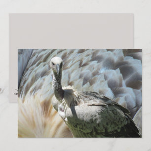 Carte Plat du vautour du cap Griffon
