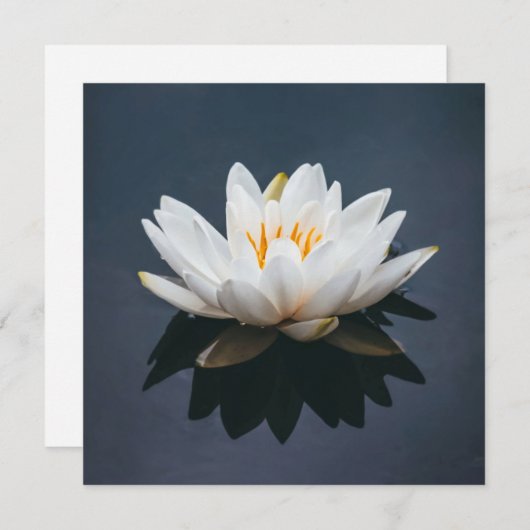 CARTE PLAT : LOTUS (Devant / Derrière)