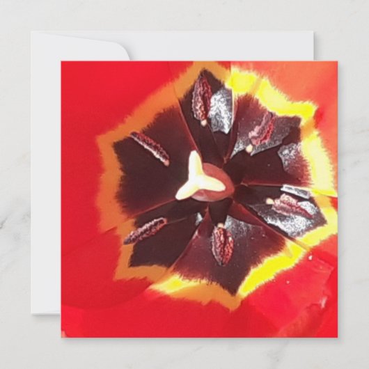Carte Plat Scarlet Red Tulip (Devant)