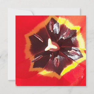 Carte Plat Scarlet Red Tulip
