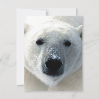 Carte plate de ours polaire