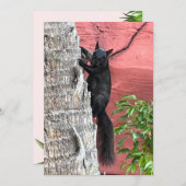 Carte Plate d'écureuil noir (Devant / Derrière)