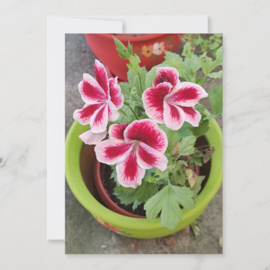 Carte plate Fareham Pelargonium Fleur (Devant)