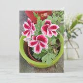 Carte plate Fareham Pelargonium Fleur (Debout devant)