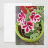 Carte plate Fareham Pelargonium Fleur (Devant / Derrière)