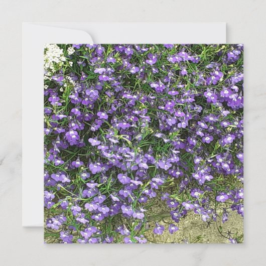 Carte Plate Fleurs de ressort violet (Devant)