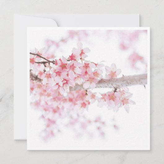 CARTE PLATE FLORALE CHERRY BLOSSOM (Devant)
