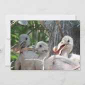 Carte Plate-forme Chicks de spatule (Devant)
