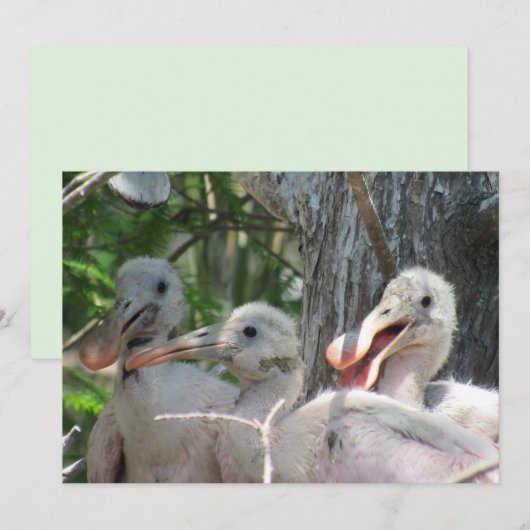 Carte Plate-forme Chicks de spatule (Devant / Derrière)