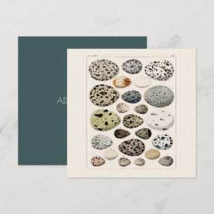 CARTE PLATE : POSTER DES OEUFS D'OISEAU VINTAGE 18