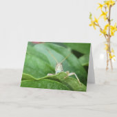 Carte pliée 7 pouces x 5 pouces || Grasshopper (Fleur jaune)