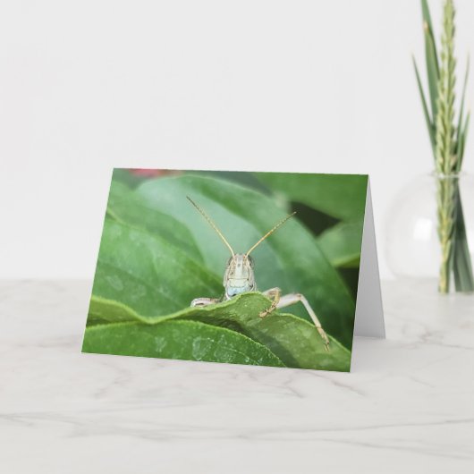 Carte pliée 7 pouces x 5 pouces || Grasshopper (Devant)