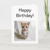 Carte pliée Mème de chat El Gato (Devant)