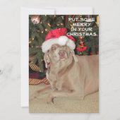 Carte Pluie le Noël du Weimaraner (Devant)