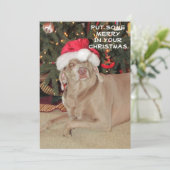 Carte Pluie le Noël du Weimaraner (Debout devant)
