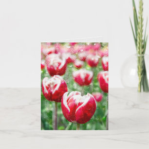 Carte Pluie sur le verre et les tulipes rouges
